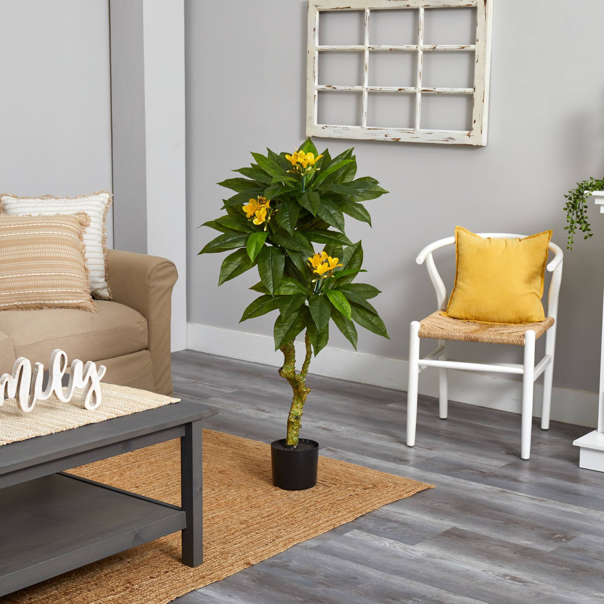 4ft. Potted Plumeria Tree